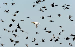 las aves migratorias surcan los cielos en busca de nuevos horizontes.