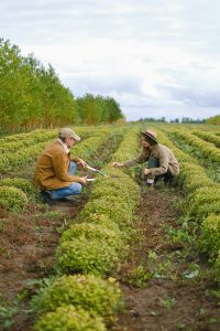Dos personas trabajando en un huerto orgánico, una mujer y un hombre recolectando productos frescos. Destacando la agricultura sostenible y respetuosa con el medio ambiente.