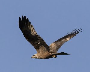Águila real majestuosa en pleno vuelo, símbolo de la belleza y libertad de la naturaleza.