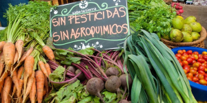 Mercado de alimentos orgánicos con productos frescos y libres de químicos.