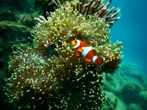 Arrecife de coral con Pez Payaso Rojo y Blanco bajo el agua, ejemplo de la belleza natural de la naturaleza marina.