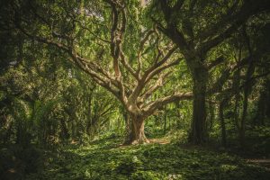 Un bosque exuberante y diverso, reflejo del desarrollo sostenible en los ecosistemas terrestres. Sus árboles majestuosos y la gran variedad de especies vegetales representan la vida en su estado más puro y vital.