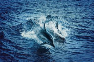 Delfines saltando en armonía en la naturaleza marina.