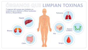 Ilustración de los 7 órganos principales que limpian toxinas del cuerpo: pulmones, hígado, riñones, colon, piel, sistema linfático y sangre.