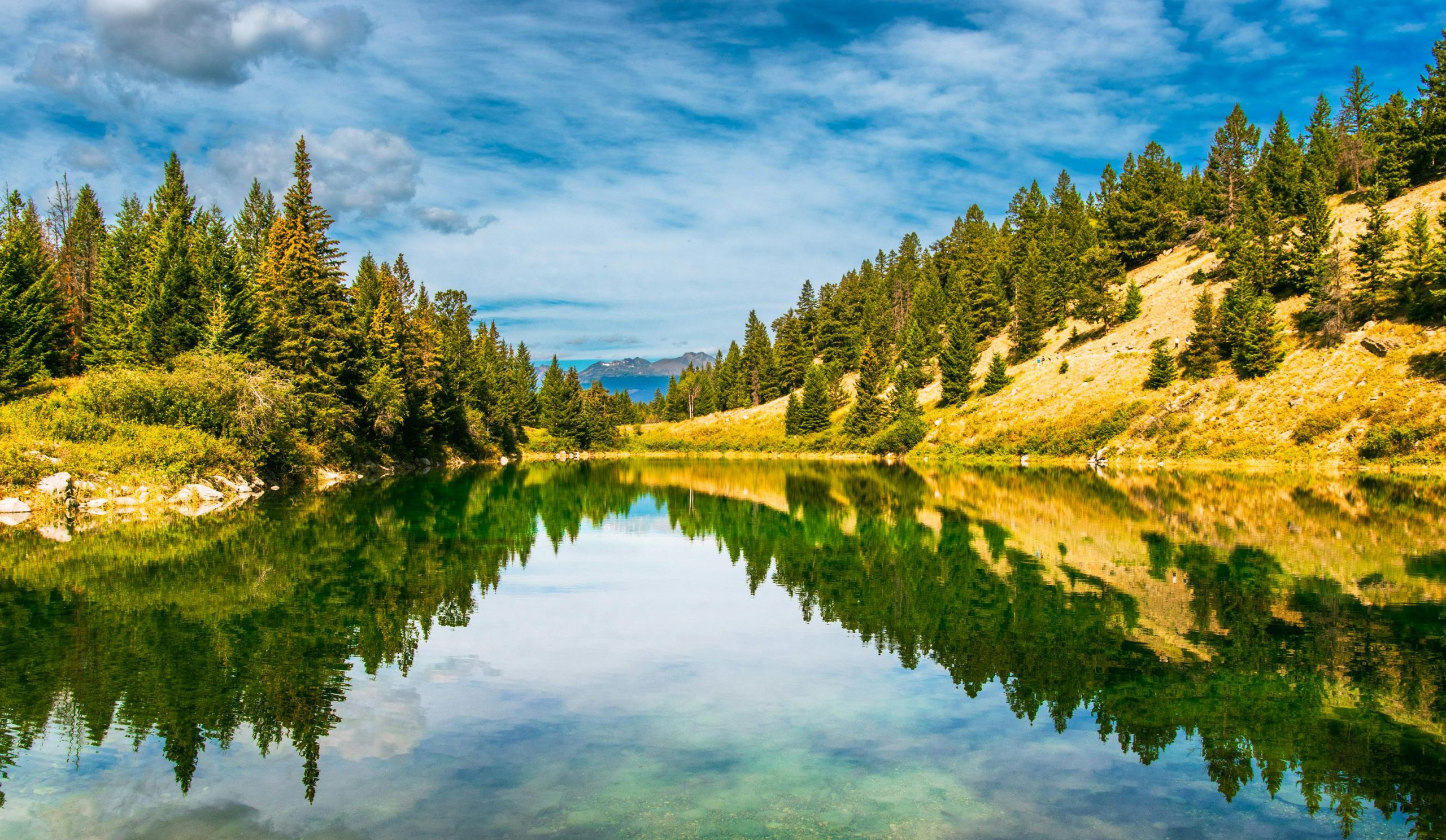 Árboles verdes junto al río, un paisaje natural que refleja la importancia de la ecología en la conservación de nuestros ecosistemas. La vegetación exuberante y el agua cristalina muestran la belleza y vitalidad de un medio ambiente sano y sostenible.