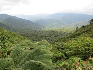 Bosque de Monteverde en Costa Rica