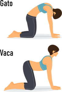 Postura del gato-vaca. Excelente postura de yoga para los adolescentes.