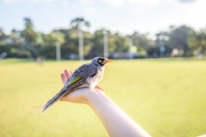Imagen de manos soltando un ave al cielo, simbolizando la liberación y el proceso de soltar durante la noche oscura del alma.