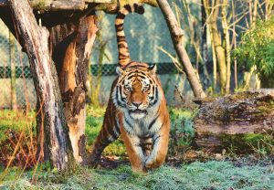 Tigre de Bengala, una especie de gran felino que habita en la selva india.