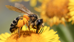 Abeja polinizando una flor.