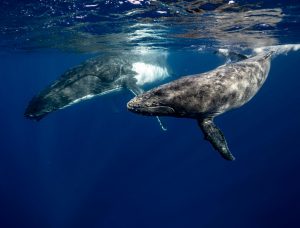 Ballenas jorobadas nadando en su hábitat natural.