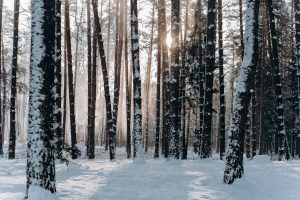 Se observa un paisaje cubierto de árboles altos y densos, típicos de la taiga, con una capa de nieve en el suelo. La imagen transmite la sensación de un ecosistema terrestre frío y boscoso.