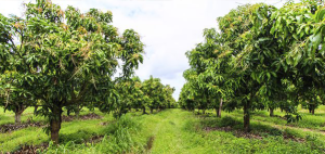 Huerto orgánico con árboles frutales en cultivo sostenible