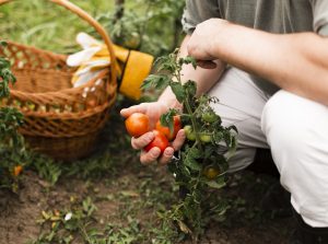 Agricultura sostenible de alimentos orgánicos, que a diferencia de los inorgánicos, son cultivados sin pesticidas ni químicos.