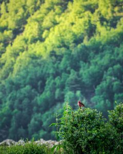 desarrollo sostenible como medio para preservar la vida de los ecosistemas terrestres