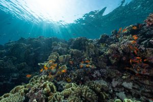 Gran Barrera de Coral, vista submarina con corales y peces, mostrando la diversidad del arrecife en Australia.