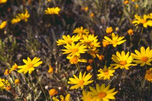 Flor amarilla de Árnica montana, utilizada en la medicina alternativa homeopática.