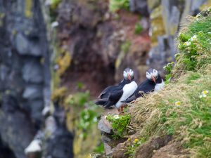 Dos pájaros en un acantilado, representando la biodiversidad y la belleza natural.