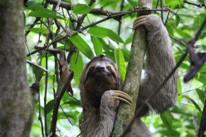 Perezoso colgado de un árbol en Costa Rica