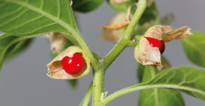 Imagen de la planta Ashwagandha, utilizada en tratamientos naturales para el cáncer. Descubre más sobre sus beneficios.