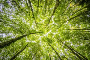 Vista al cielo a través del dosel del bosque. tratamiento natural para cancer